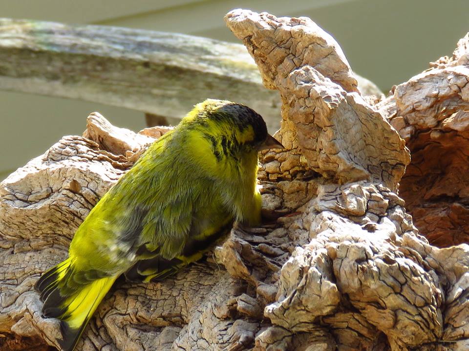 welke vogel zien we hier?